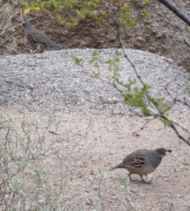 Quail