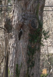 pileated-woodpecker2