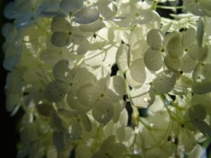 white-flowers