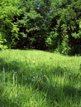 long long grass