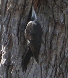 pileated-woodpecker3
