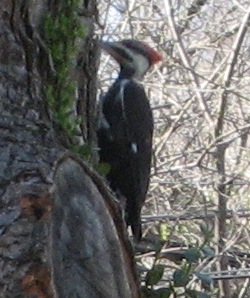 pileated-woodpecker4