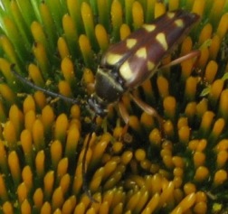 long horned beetle