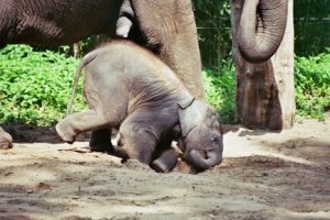 Rolling a baby elephant might not be so hard...