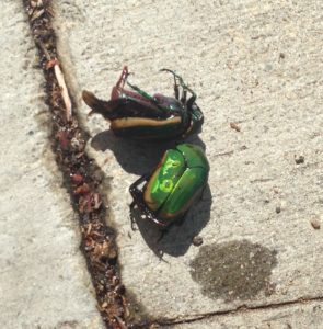 Cotinis mutabilis figeater beetle