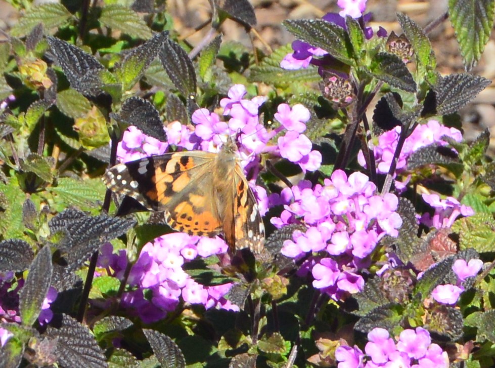 Painted Lady Butterfly Migration Southern California March 14 2019