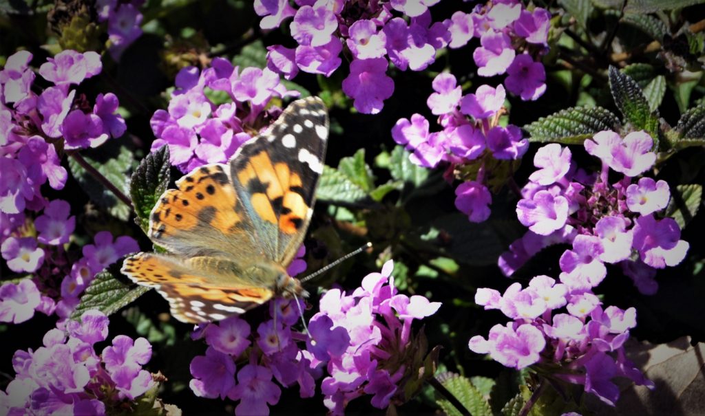 Painted Lady Butterfly Migration Southern California March 14 2019
